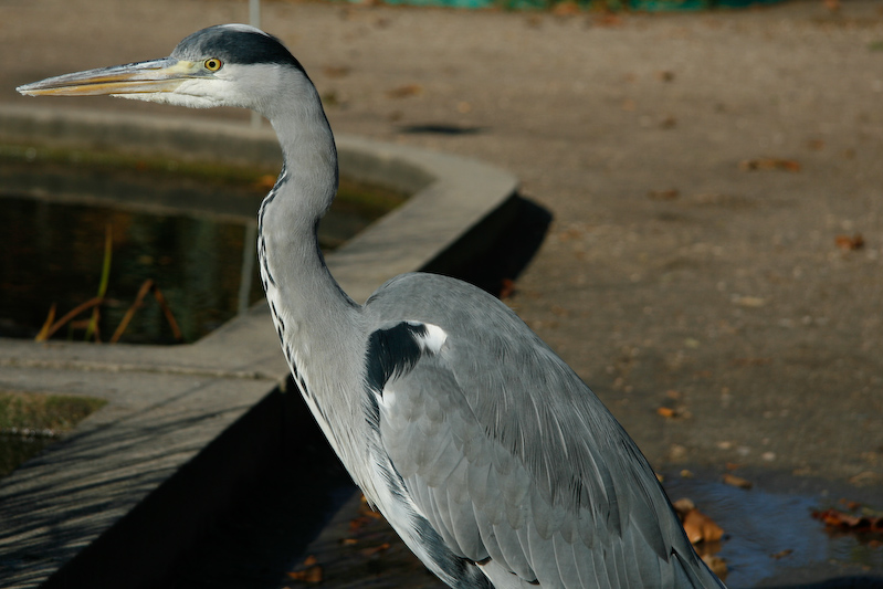 1/800 s à f / 5,6 - 85 mm - ISO 100 - Priorité d'ouverture