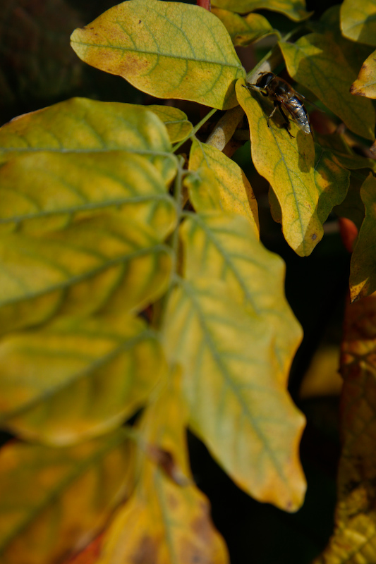 1/160 s à f / 10 - 85 mm - ISO 200 - Priorité d'ouverture