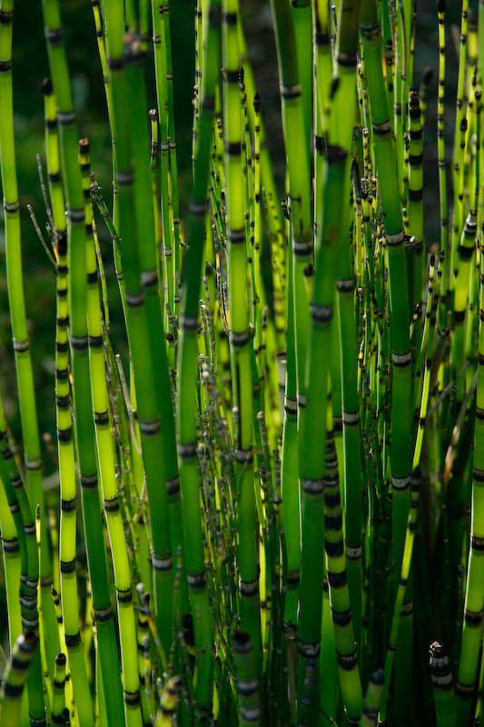 1/200 s à f / 5,6 - 85 mm - ISO 200 - Priorité d'ouverture